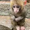 Стикер 2 Monkeys #animals #cute #memes