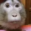 Стикер 42 Monkeys #animals #cute #memes