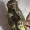 Стикер 13 Monkeys #animals #cute #memes