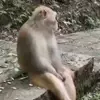Стикер 25 Monkeys #animals #cute #memes