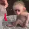Стикер 36 Monkeys #animals #cute #memes