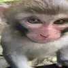 Стикер 18 Monkeys #animals #cute #memes
