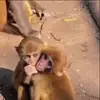 Стикер 29 Monkeys #animals #cute #memes