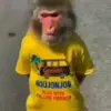 Стикер 8 Monkeys #animals #cute #memes