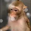 Стикер 47 Monkeys #animals #cute #memes