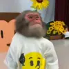 Стикер 6 Monkeys #animals #cute #memes
