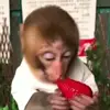 Стикер 20 Monkeys #animals #cute #memes