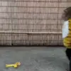 Стикер 41 Monkeys #animals #cute #memes