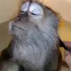Стикер 27 Monkeys #animals #cute #memes