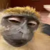 Стикер 34 Monkeys #animals #cute #memes