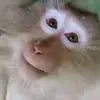 Стикер 35 Monkeys #animals #cute #memes