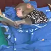 Стикер 7 Monkeys #animals #cute #memes