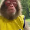 Стикер 3 Monkeys #animals #cute #memes
