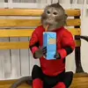 Стикер 31 Monkeys #animals #cute #memes