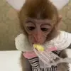 Стикер 40 Monkeys #animals #cute #memes