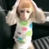Стикер 11 Monkeys #animals #cute #memes