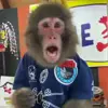 Стикер 5 Monkeys #animals #cute #memes