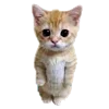 Стикер 35 🥟 RV pack - эстетика рандомных кьют картинок