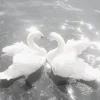 🦢 Эмодзи «» для Telegram