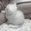 🐈 Эмодзи «» для Telegram