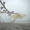 🦋 Эмодзи «» для Telegram