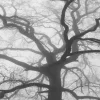 🌳 Эмодзи «» для Telegram