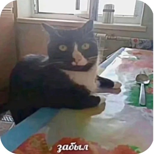 🐱 Стикер «Рандом» для Telegram