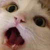 Стикер 12 🐱 Random emoji pack