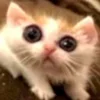 Стикер 34 🐱 Random emoji pack
