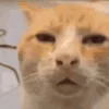 Стикер 11 🐱 Random emoji pack