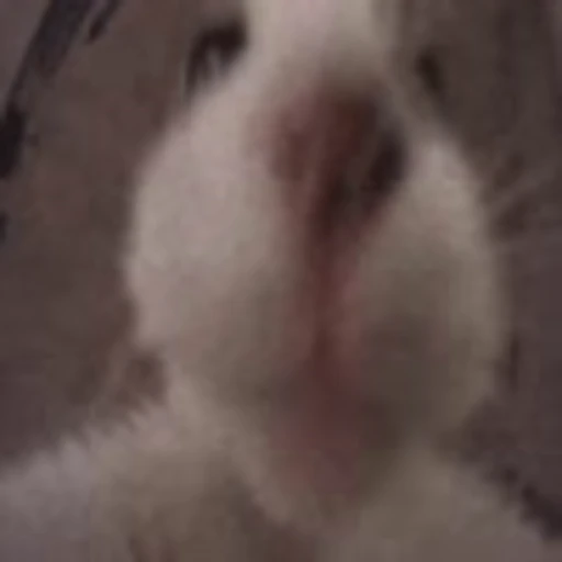 😽 Эмодзи «EMOTES COLLECTION» для Telegram