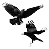 Стикер 3 Raven