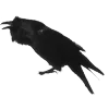 Стикер 41 Raven