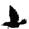 Стикер 39 Raven