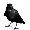 Стикер 6 Raven