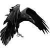 Стикер 12 Raven