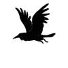 Стикер 31 Raven