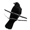 Стикер 2 Raven