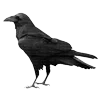 Стикер 21 Raven