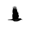 Стикер 10 Raven