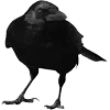 Стикер 32 Raven