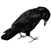 Стикер 7 Raven
