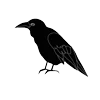Стикер 53 Raven