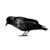 Стикер 29 Raven