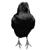Стикер 24 Raven