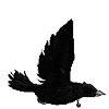 Стикер 34 Raven