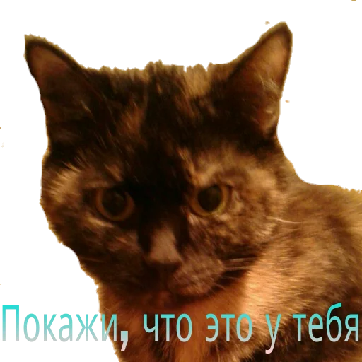 Стикерпак Кошка разговора для Telegram