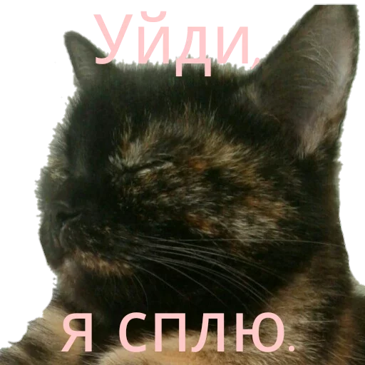 😴 Стикер «Кошка разговора» для Telegram