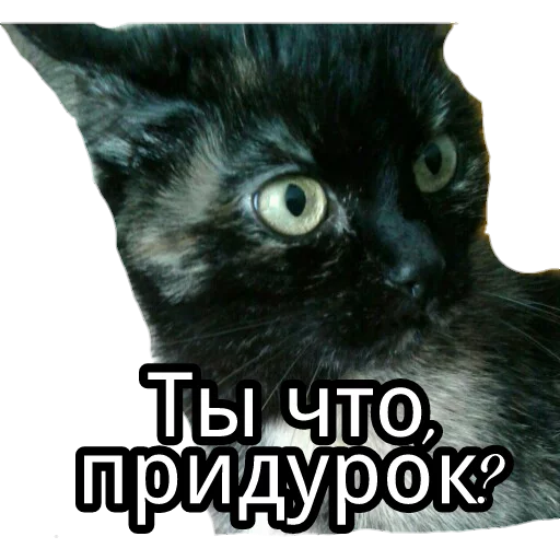 🤨 Стикер «Кошка разговора» для Telegram