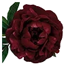 Стикер 27 Red Flowers